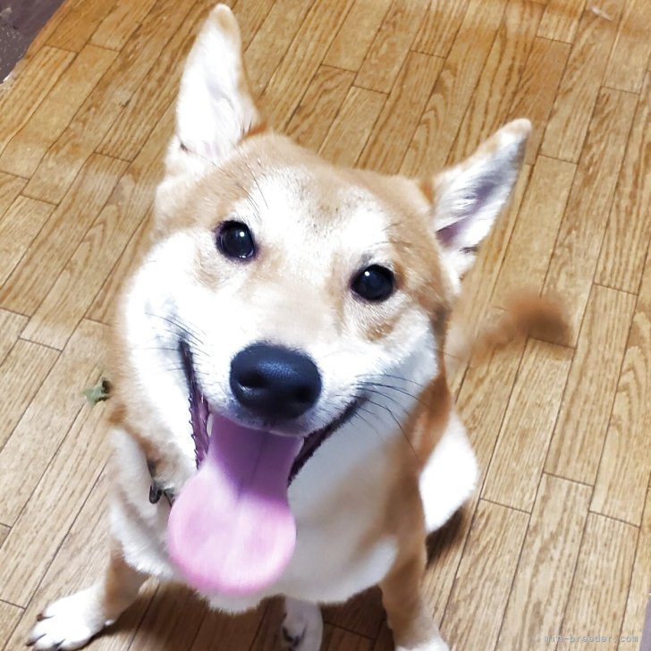 ブリーダー画像