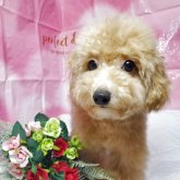 トイプードル(タイニー)