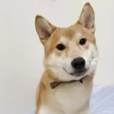 柴犬(標準サイズ)