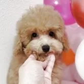 タイニープードル