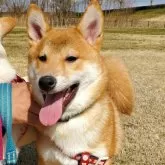 柴犬(標準サイズ)