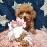 ティーカッププードル