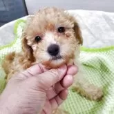 ティーカッププードル