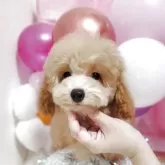 タイニープードル