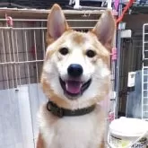柴犬(標準サイズ)