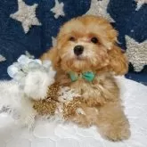 ティーカッププードル