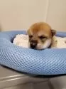 柴犬(標準サイズ)【千葉県・男の子・2024年10月28日・赤】の写真13