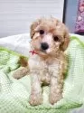 ティーカッププードル【千葉県・男の子・2025年8月6日・オレンジ・フォーン(アプリコット)】の写真4
