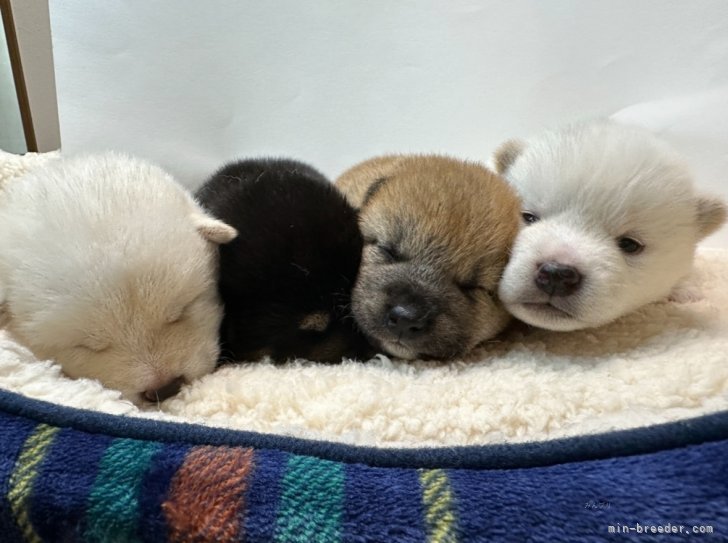 可愛い子犬ちゃん😊｜加藤　雄平(かとう　ゆうへい)ブリーダー(岡山県・柴犬など・JKC/日本犬保存会登録)の紹介写真1