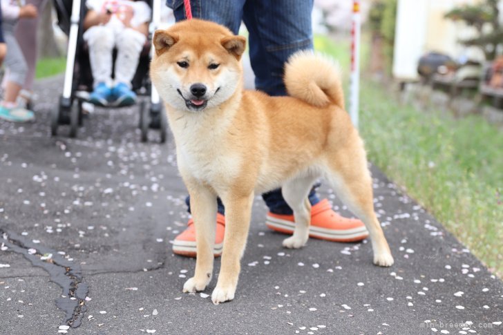 看板犬　かいくん👍｜加藤　雄平(かとう　ゆうへい)ブリーダー(岡山県・柴犬など・JKC/日本犬保存会登録)の紹介写真2