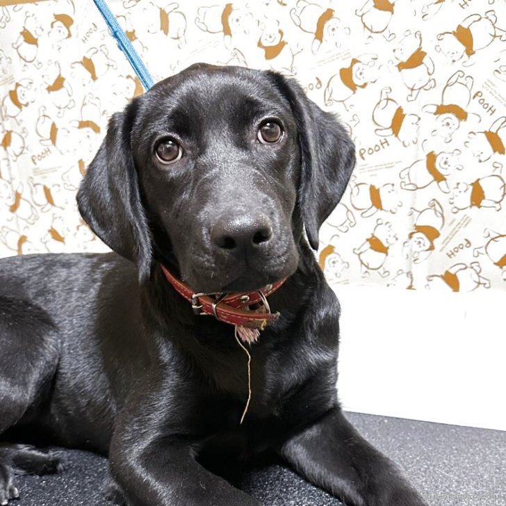 ブリーダー画像