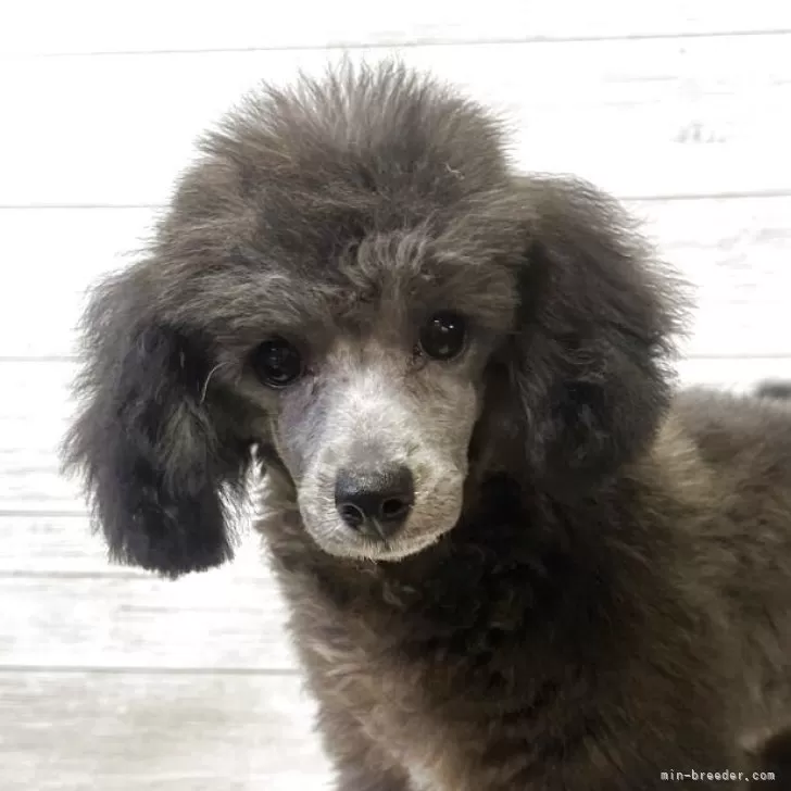 マルプー(トイプードル×マルチーズ)【岡山県・男の子・2025年2月11日・シルバー】の写真1