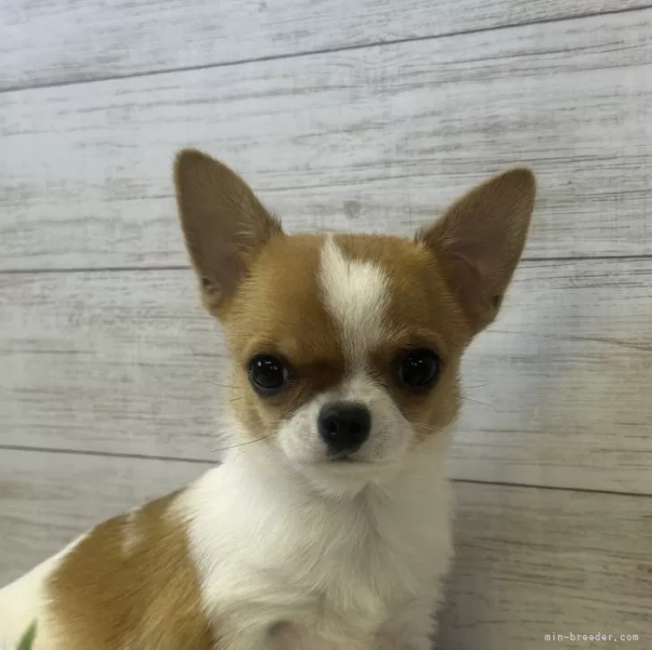 ID:2412-00136の子犬