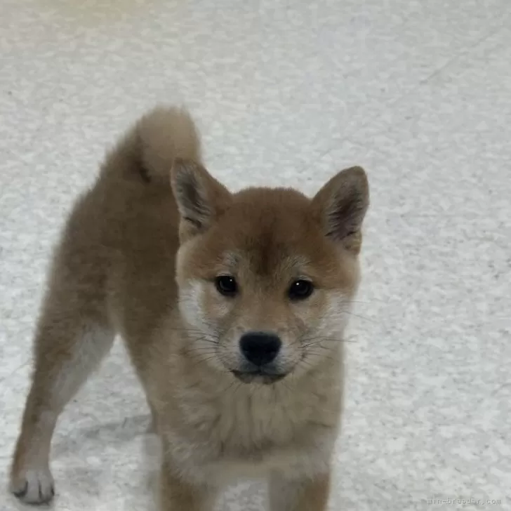柴犬(標準サイズ)【岡山県・男の子・2024年11月29日・赤】の写真1