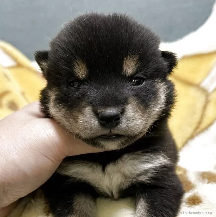 豆柴【岡山県・女の子・2025年11月17日・黒】の写真1