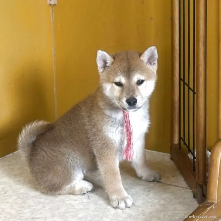 ID:2503-02368の子犬