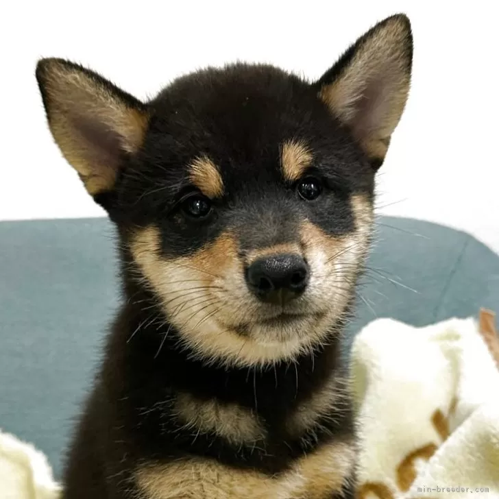 Y.S 様のお迎えした子犬