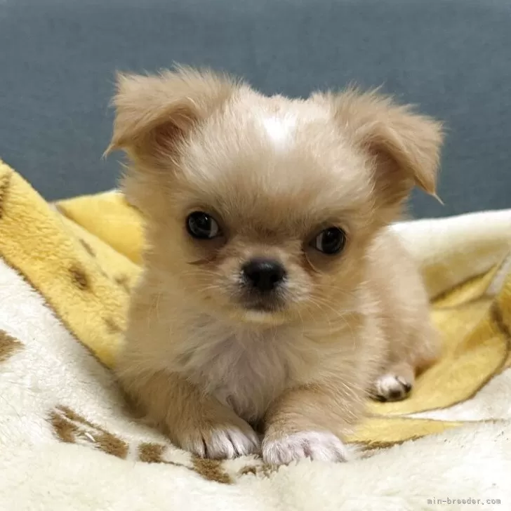 チワワ(ロング)【岡山県・男の子・2025年8月27日・クリーム&amp;ホワイト】の写真1