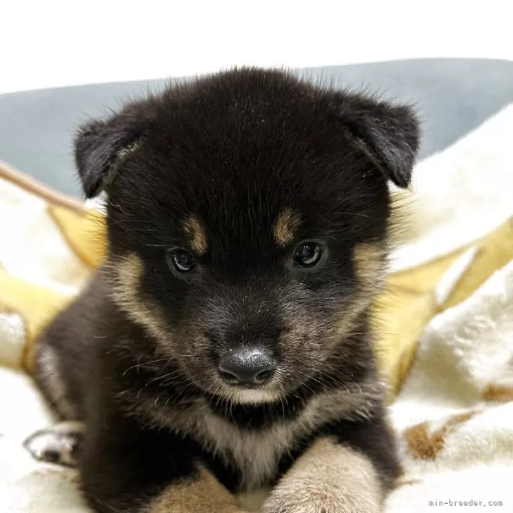 M.F 様のお迎えした子犬