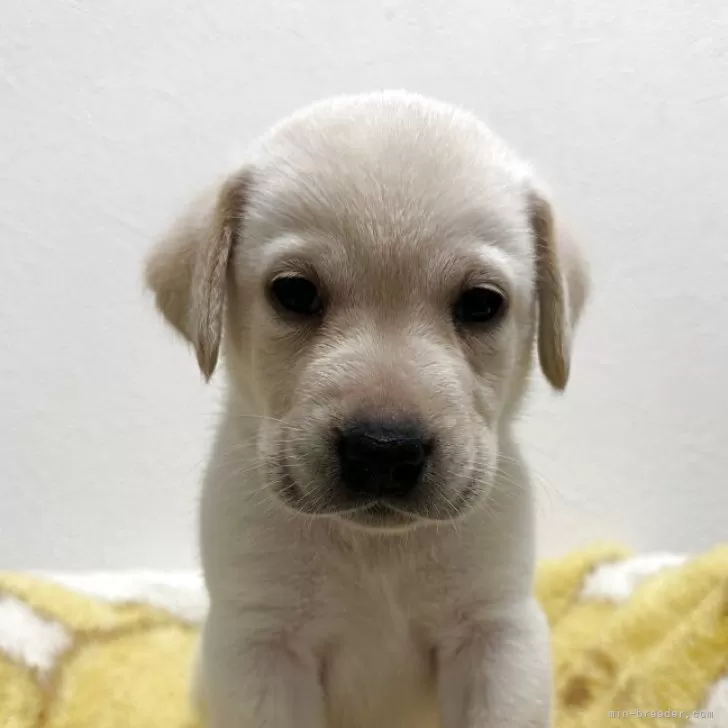 辛子めんたえこ 様のお迎えした子犬