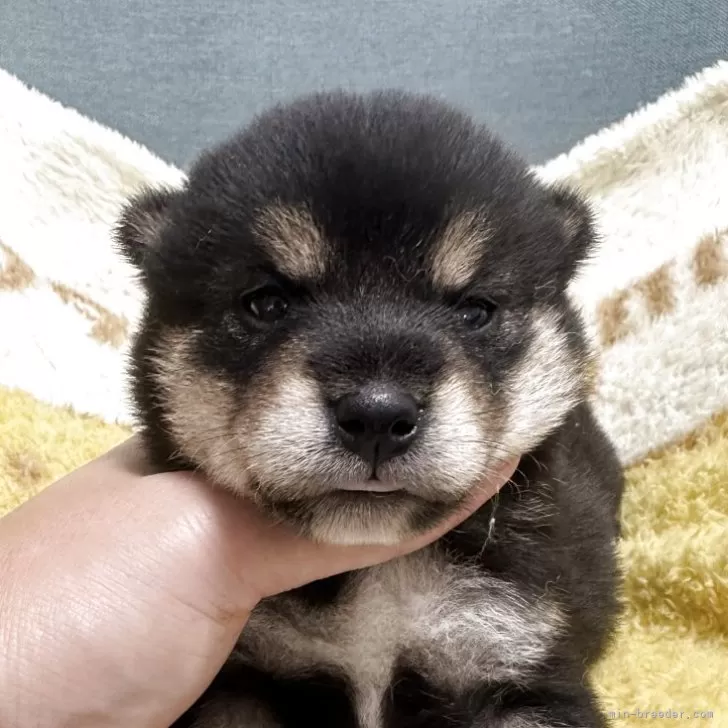 柴犬(標準サイズ)【岡山県・女の子・2025年8月25日・黒】の写真1