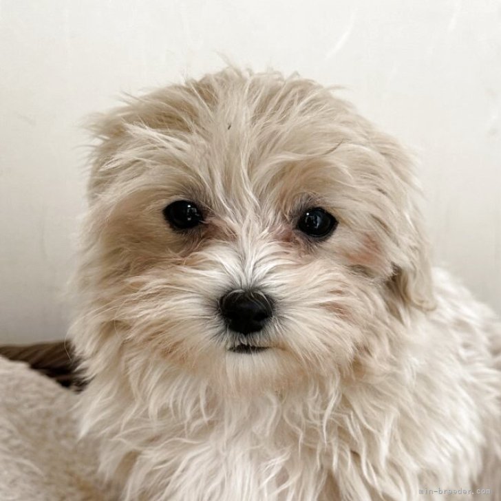 ブリーダー画像