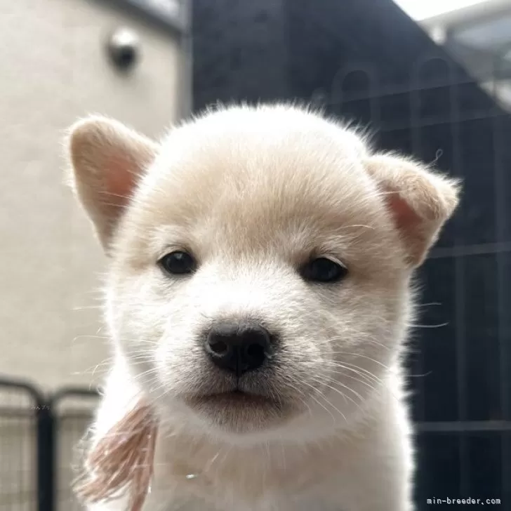 ID:2505-04754の子犬