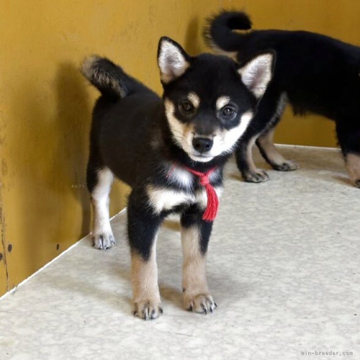 ブリーダー画像