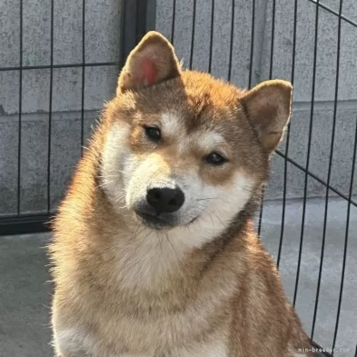 柴犬(標準サイズ)【岡山県・男の子・2024年9月28日・赤】の写真1