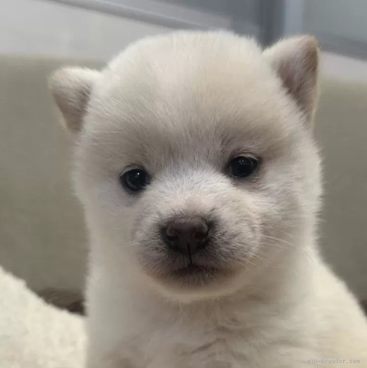 ID：2412-05932の子犬