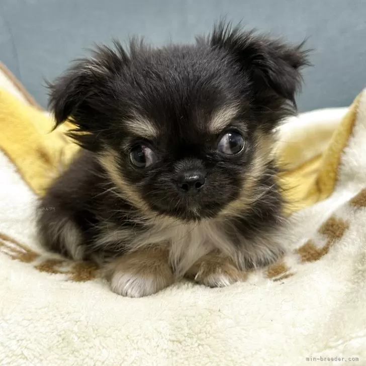 Y.T 様のお迎えした子犬