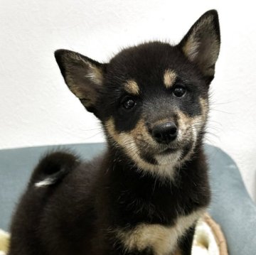 柴犬(豆柴)【岡山県・女の子・2025年7月27日・黒】の写真「めちゃくちゃ可愛い子達です😊😊」