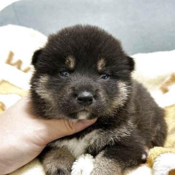 柴犬(標準サイズ)【岡山県・男の子・2025年9月10日・黒】の写真「兄弟で元気いっぱい過ごしてます😊」