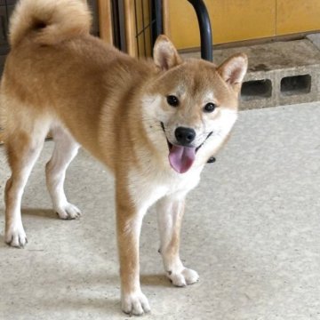 柴犬(標準サイズ)【岡山県・男の子・2024年11月29日・赤】の写真「毎日暑いですけど元気に過ごしてます☺️」