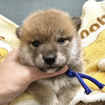 柴犬(標準サイズ)【岡山県・男の子・2025年9月10日・赤】の写真「兄弟で元気いっぱい過ごしてます😊」
