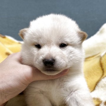柴犬(標準サイズ)【岡山県・女の子・2025年11月8日・白】の写真「きれいな白の柴犬ちゃん🥰」