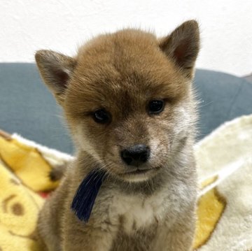 柴犬(標準サイズ)【岡山県・男の子・2025年9月10日・赤】の写真「兄弟で元気いっぱい過ごしてます😊」