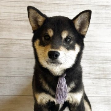 豆柴【岡山県・女の子・2025年7月27日・黒】の写真「めちゃくちゃ可愛い子達です😌😉」