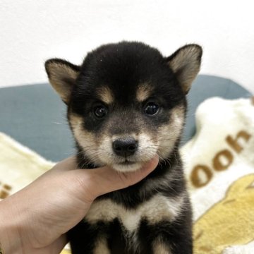 柴犬(標準サイズ)【岡山県・女の子・2025年8月25日・黒】の写真「お母さんと一緒に姉妹仲良くすごしてます😊」