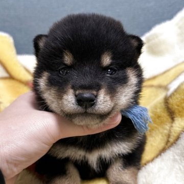 豆柴【岡山県・男の子・2025年11月17日・黒】の写真「配色いいです👍」
