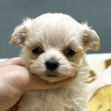 マルプー(マルチーズ×トイプードル)【岡山県・女の子・2025年9月4日・クリーム系】の写真「可愛いですよ😊😊」