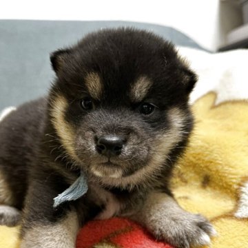 柴犬(豆柴)【岡山県・男の子・2025年10月30日・黒】の写真「配色いいです👍」