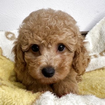 タイニープードル【岡山県・男の子・2025年7月12日・レッド】の写真「小ぶりで可愛いです👍」