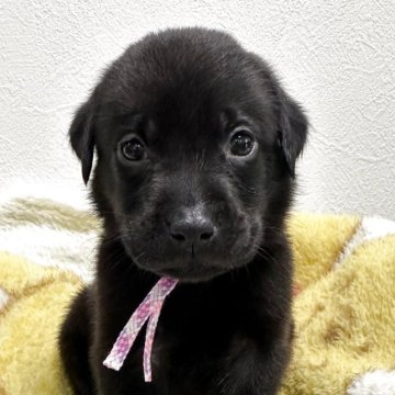 ラブラドールレトリバーのブラック系の子犬を探す｜ブリーダー