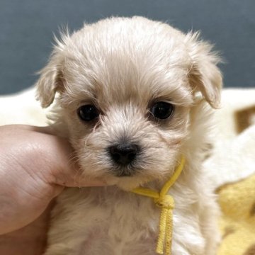 マルプー(マルチーズ×トイプードル)【岡山県・女の子・2025年9月4日・クリーム系】の写真「めちゃくちゃ可愛い😍😍」