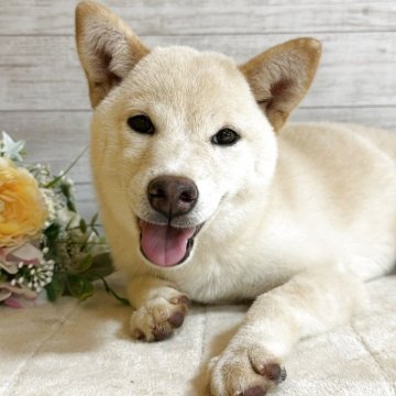 豆柴【岡山県・女の子・2025年5月2日・白柴】の写真「豆柴出産ラッシュの為少しお安くしてます😬」