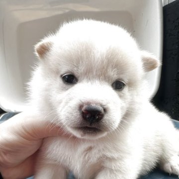 柴犬(標準サイズ)【岡山県・女の子・2025年5月23日・白】の写真「兄弟仲良く過ごしてます❣️」