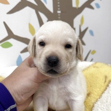 ラブラドールレトリバー【岡山県・男の子・2025年7月23日・イエロー】の写真「可愛いですよ🩷」