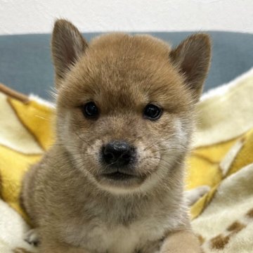 柴犬(標準サイズ)【岡山県・男の子・2025年9月10日・赤】の写真「兄弟で元気いっぱい過ごしてます😊☺️」
