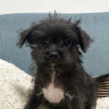 チワプー(チワワ×トイプードル)【岡山県・男の子・2025年3月4日・ブラック】の写真「ワクチン1回目接種済み‼️」